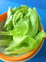 1 lavar lechuga